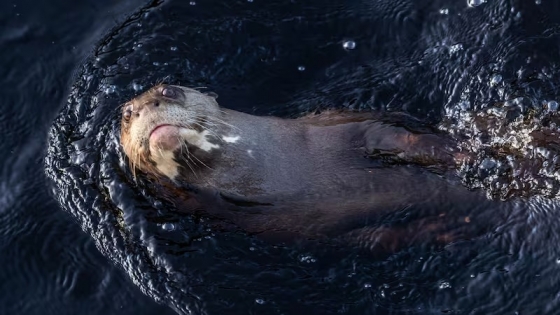 Argentina logra un hito ambiental con la reintroducción de un mamífero clave extinguido localmente hace décadas