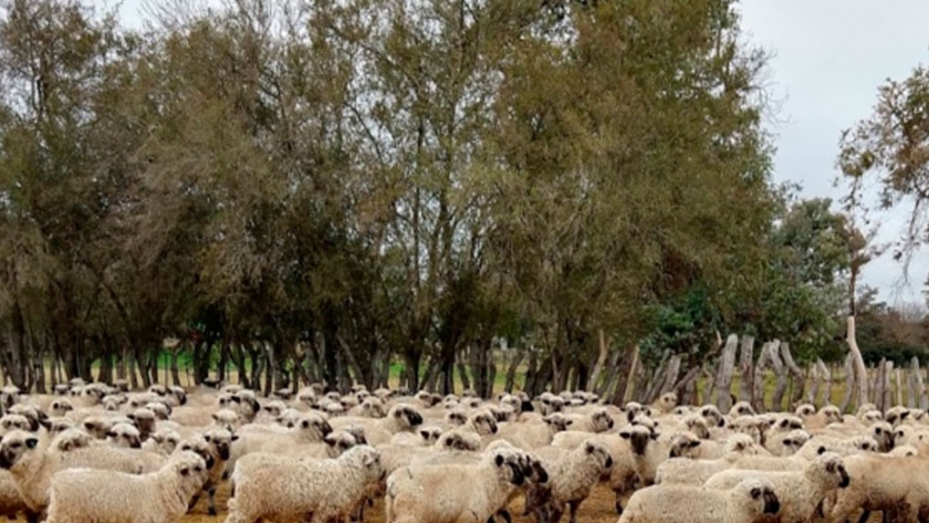 Los productores de ovinos reclaman que la nueva ley actualice el presupuesto a 1.500 millones de pesos