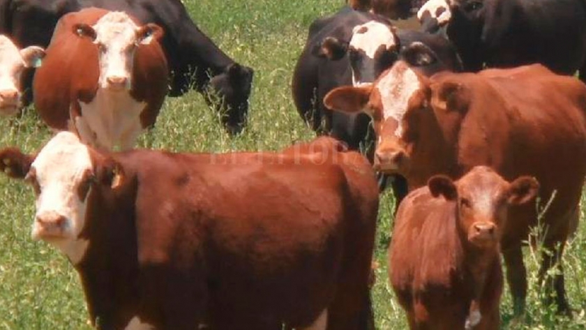 Bienestar animal, calidad y los consumidores del futuro