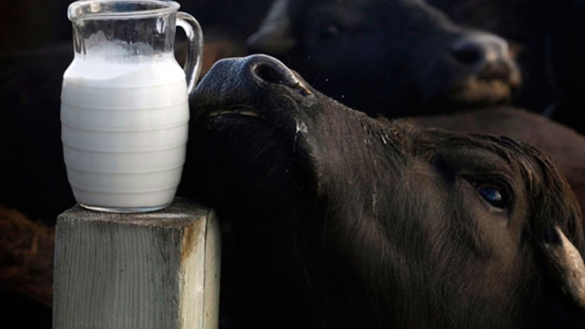 Las Características De La Leche De Búfala Y Sus Diferencias Con La ...