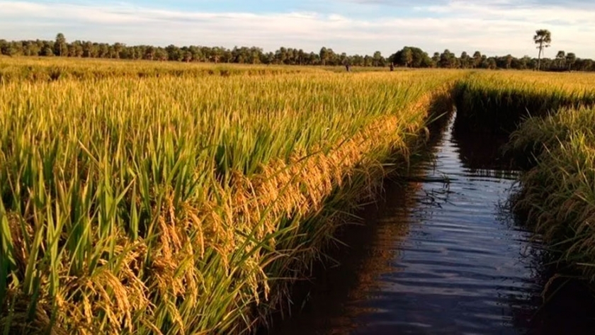 Se realizó la primera siembra de arroz con rotación de pacú en el terreno del Instituto Universitario de Formosa