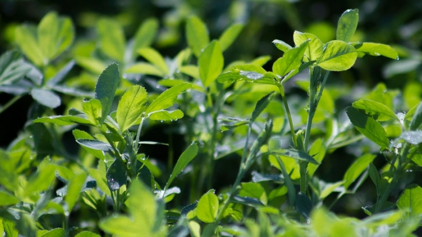 Cómo diseñar un método de pastoreo eficiente de alfalfa 