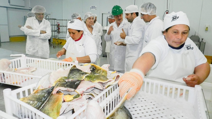 Frigorífico de Chaco exportará pacú a los Estados Unidos