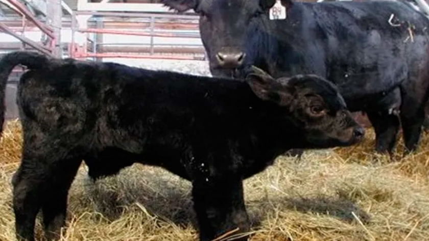 Cómo es el mercado mundial de genética bovina y por qué hay una oportunidad para la Argentina
