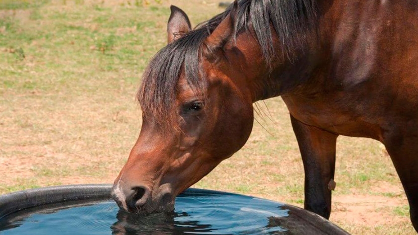 Importancia del agua en la nutrición del caballo