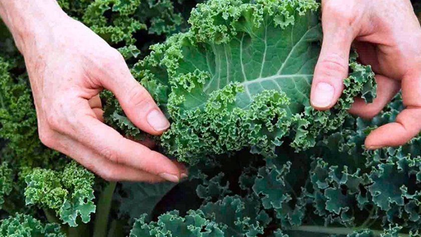 Kale: la hortaliza que está en la mira de todos por sus propiedades nutritivas