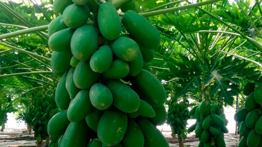 Mayor rendimiento en el cultivo de papaya gracias a novedosas técnicas en España