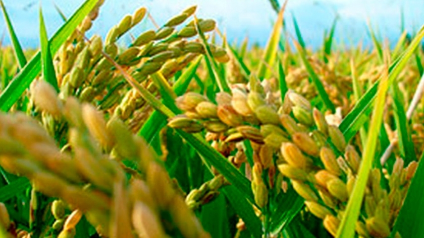 Arroz y peces, una combinación posible y rentable