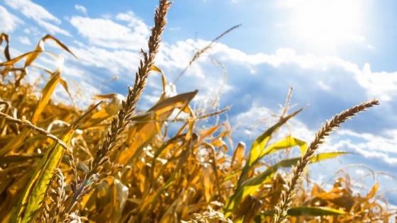 Sequía: Condiciones de los cultivos en la provincia de Santa Fe