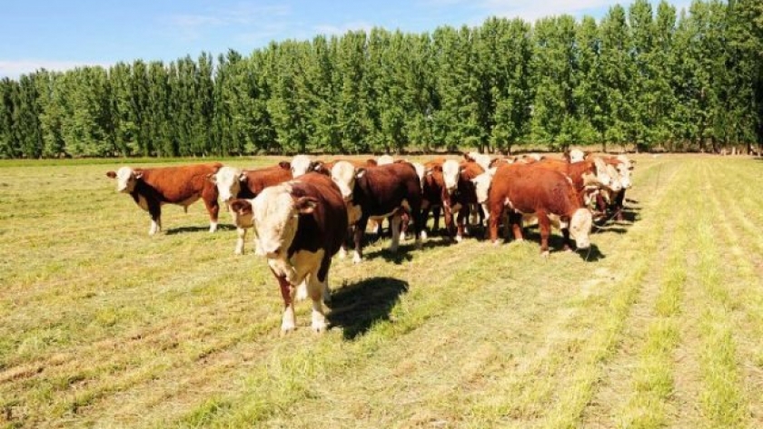 El Índice Ganadero del Mercado AgroGanadero pasó de $1.332 en mayo a $1.413 en junio.