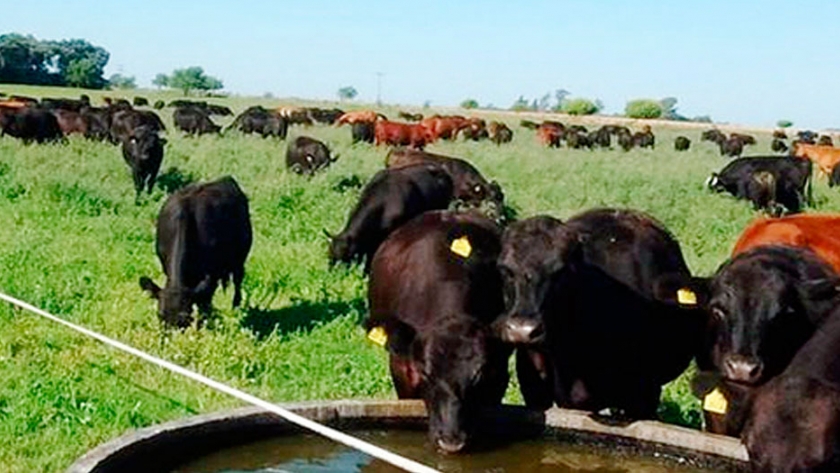 Con el modelo grass fed, un grupo de ganaderos hace novillos de exportación