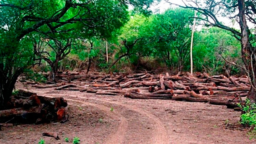 La Ley de Bosques, más que modificarse debe ser cumplida