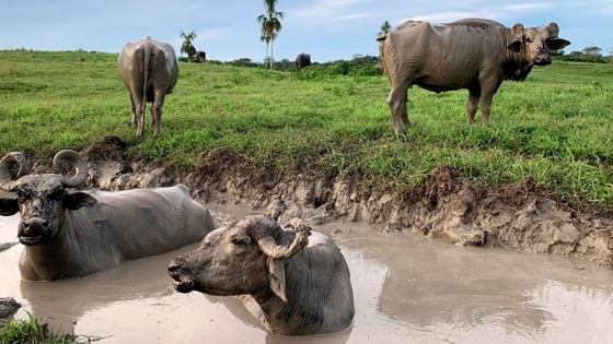 Conoce un poco más sobre el búfalo de agua colombiano