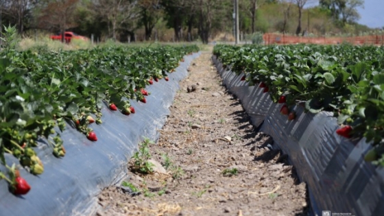 Frutillas salteñas: buscan potenciar su producción