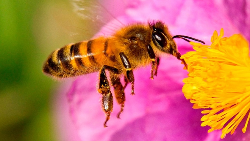Declararon a las abejas como el animal más importante de la tierra
