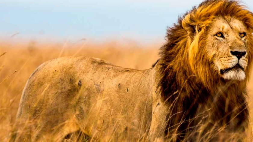 La ausencia de cazadores en África por el COVID-19 ya provoca graves consecuencias para la conservación