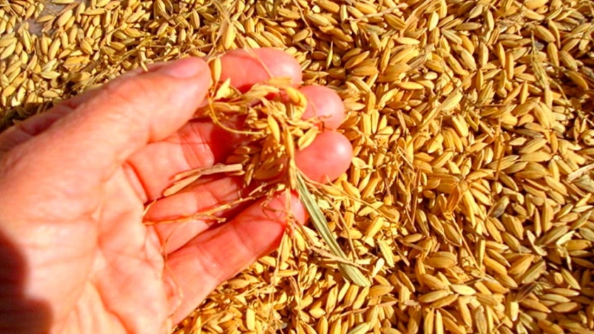 Agregado de valor al arroz a través del aprovechamiento de residuos