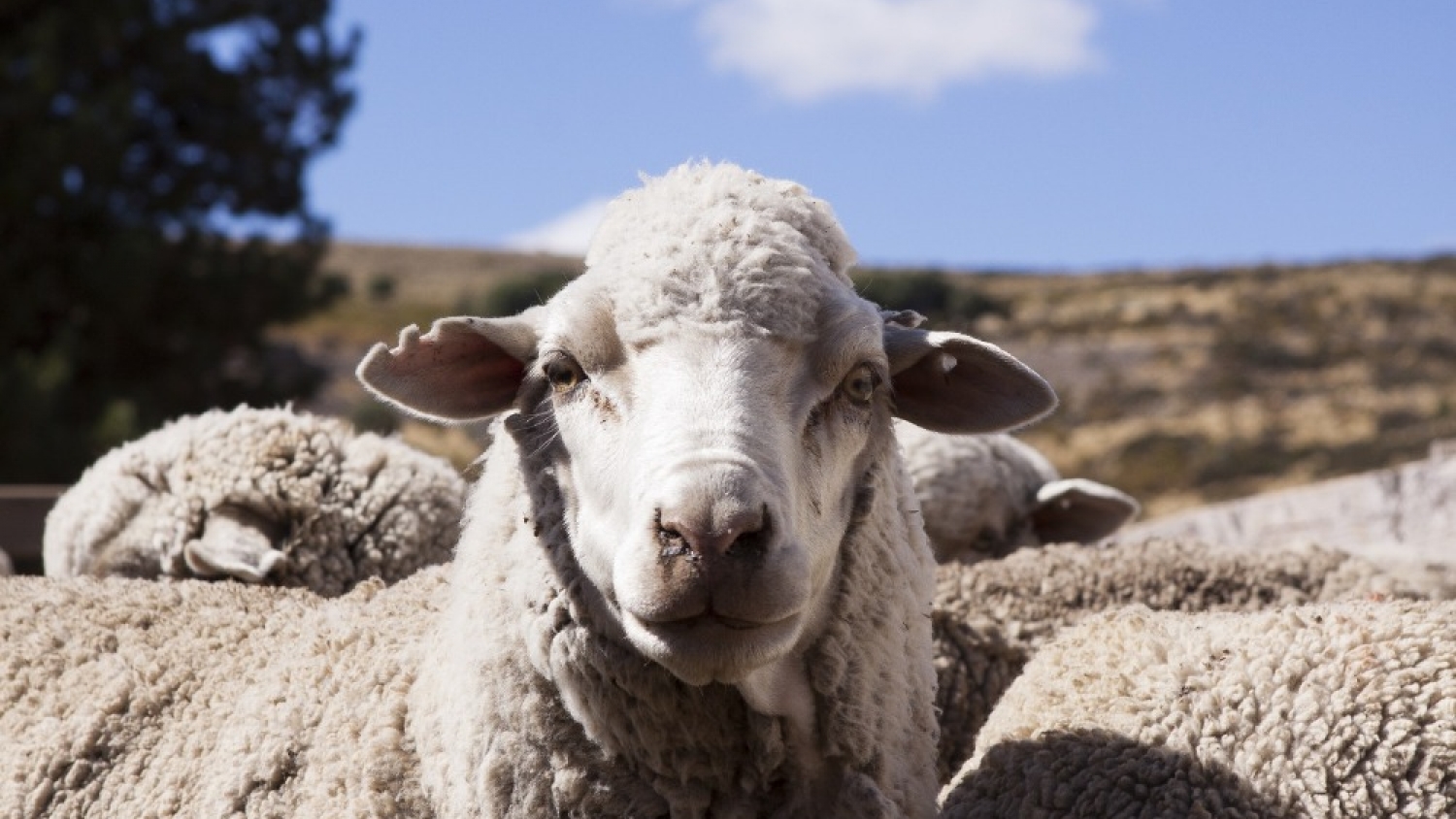 SENASA refuerza las medidas para prevenir la sarna ovina y proteger el estatus sanitario de la Patagonia