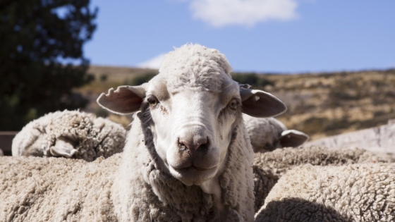 SENASA refuerza las medidas para prevenir la sarna ovina y proteger el estatus sanitario de la Patagonia