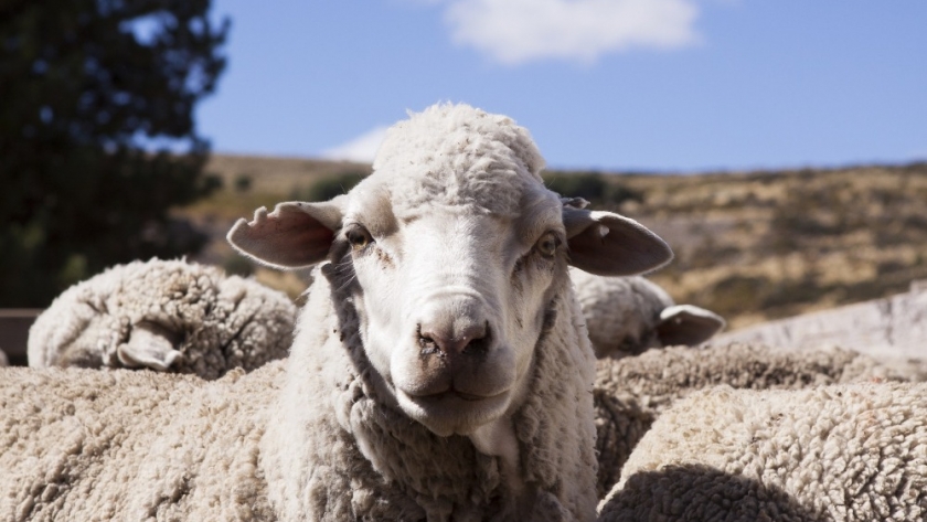 SENASA refuerza las medidas para prevenir la sarna ovina y proteger el estatus sanitario de la Patagonia