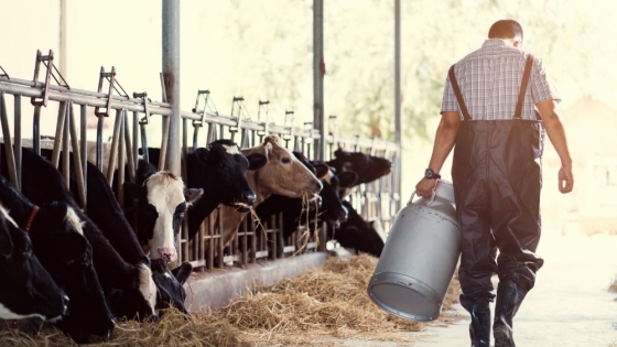 Nuevo caso de gripe aviar en trabajadores lecheros en EEUU