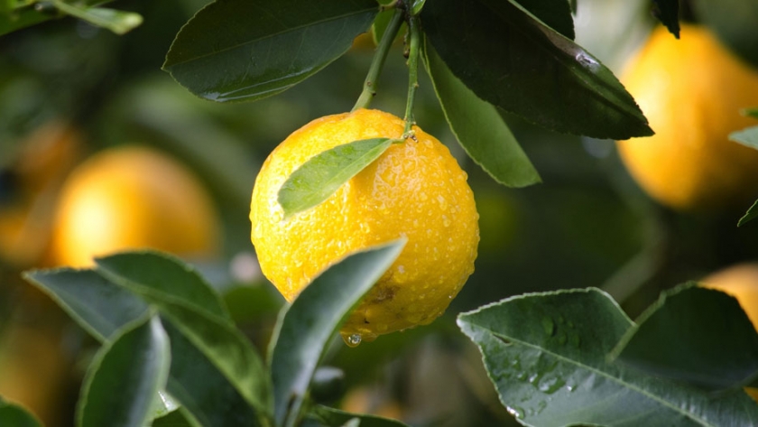 Plan Limón: pequeños productores de la Colonia 2 de Abril, interesados en sumarse al programa