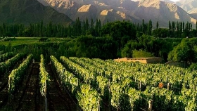 El Vino en Argentina: producción, tipos de uva, y clasificación