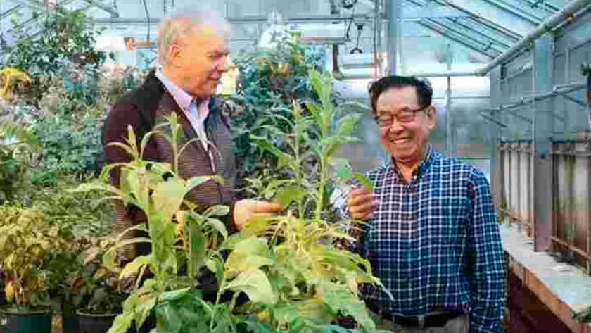 Desarrollan tabaco transgénico que produce importante proteína de uso médico