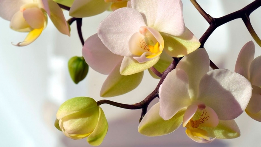 Orquídeas: símbolo de desarrollo local para Misiones