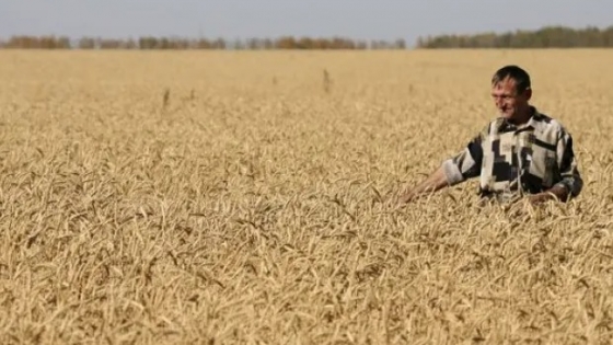 El trigo retomó las subas: preocupa la cosecha en la región del Mar Negro