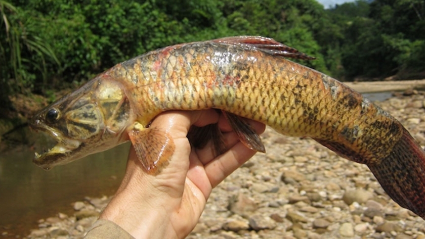 Estudio encuentra niveles peligrosos de mercurio en peces amazónicos