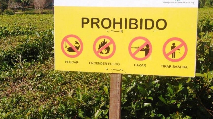 Misiones posee el 50 % de la superficie cultivada con té certificada bajo el esquema de agricultura sostenible