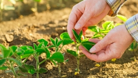 Recomiendan invertir en fertilizantes foliares y bioestimulantes para la soja