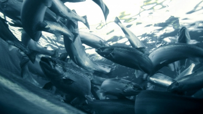 Reino unido y la UE  intentan llegar a un acuerdo sobre el pescado