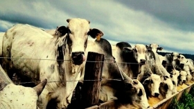 Brasil: el feedlot respalda el aumento de peso de las carcasas