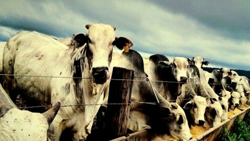 Brasil: el feedlot respalda el aumento de peso de las carcasas