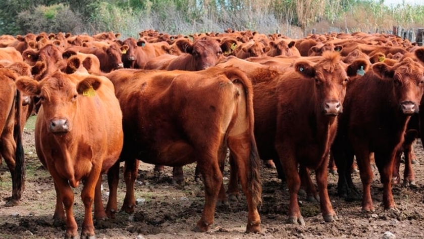 Voces a favor y en contra de la reducción del peso mínimo de faena de las hembras
