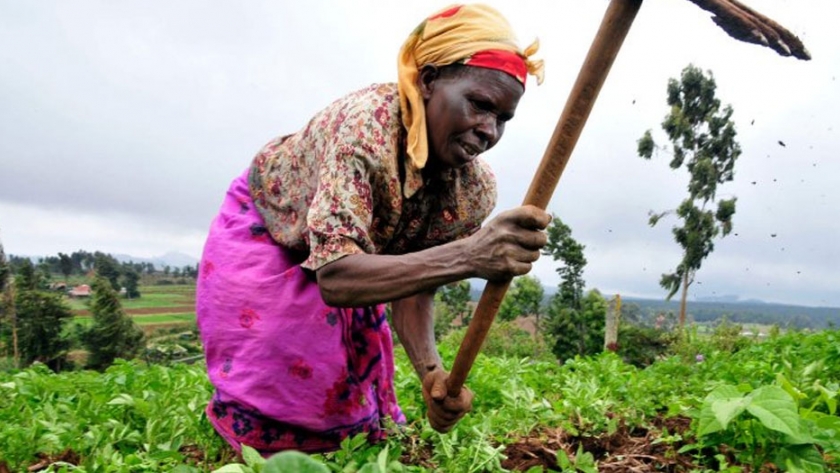 "Espantapájaros" de OMG: ¿Qué impide que África adopte los cultivos transgénicos?
