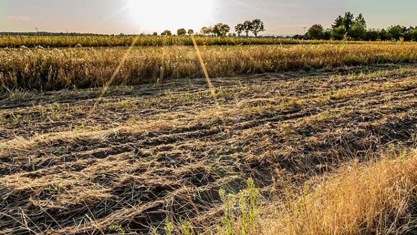 IoT y el mercado de carbono: cómo los datos pueden ayudar a impulsar la descarbonización