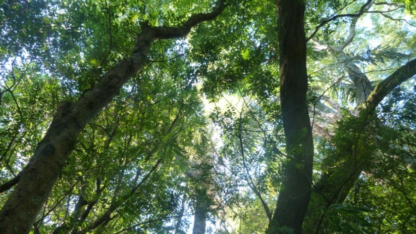 Mercado de bonos de carbono | Crece el interés del sector agroforestal en desarrollar y comercializar proyectos en el país