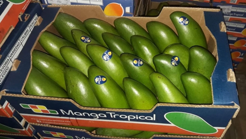 Partieron cargamentos de mangos y frutas tropicales a los principales mercados del país