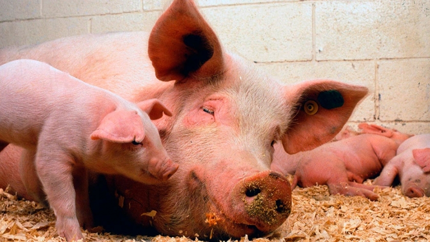 Bienestar Animal en producción porcina: Una tendencia a la cual debemos estar preparados en Latinoamérica