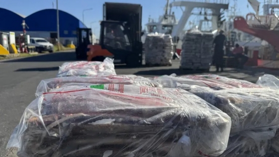 Récord de capturas de calamar potencia el empleo en Mar del Plata: Una sinfonía productiva en el corazón de la pesca argentina