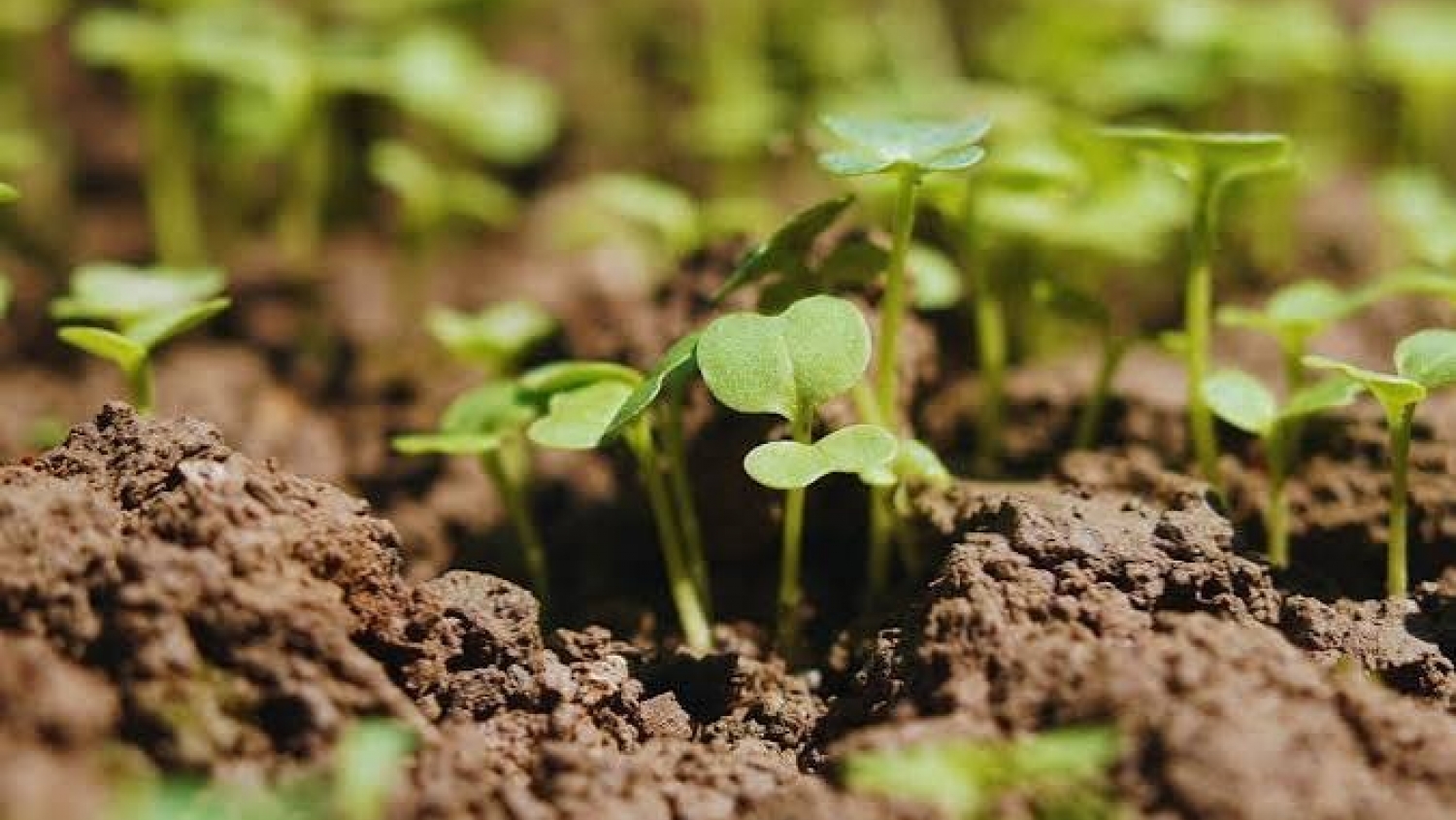 El desafío de la agricultura argentina: cómo producir durante 30 años sin agotar el suelo