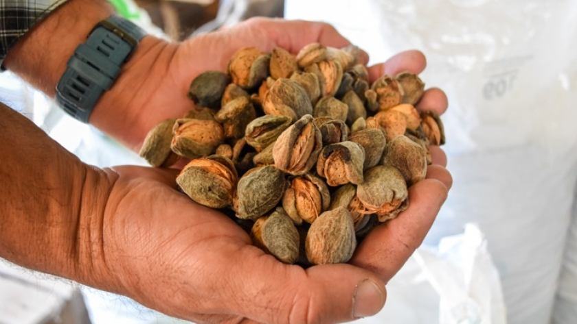 Sol Puntano brinda el servicio de descascarado de almendras a pequeños y medianos productores de la provincia