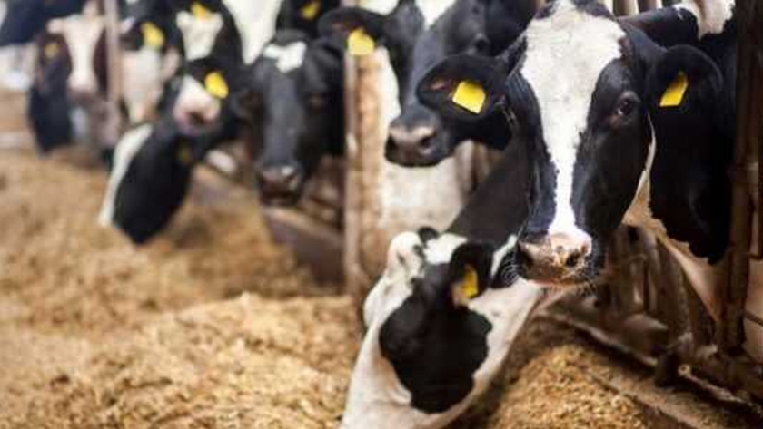 Ordeñar vacas para obtener datos, no solo productos lácteos
