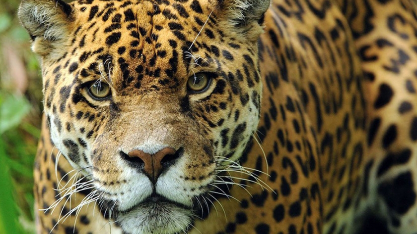 Organizaciones civiles recibieron fondos para proyectos de conservación del Yaguareté