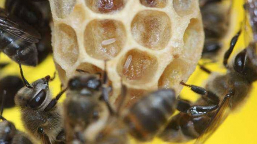 Investigadores descubren un gen en las abejas melíferas que causa el nacimiento virginal