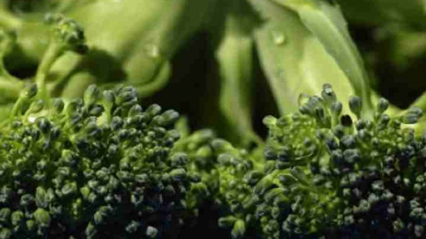 Un estudio muestra la posibilidad de usar membranas vegetales para mejorar la aplicación de fármacos