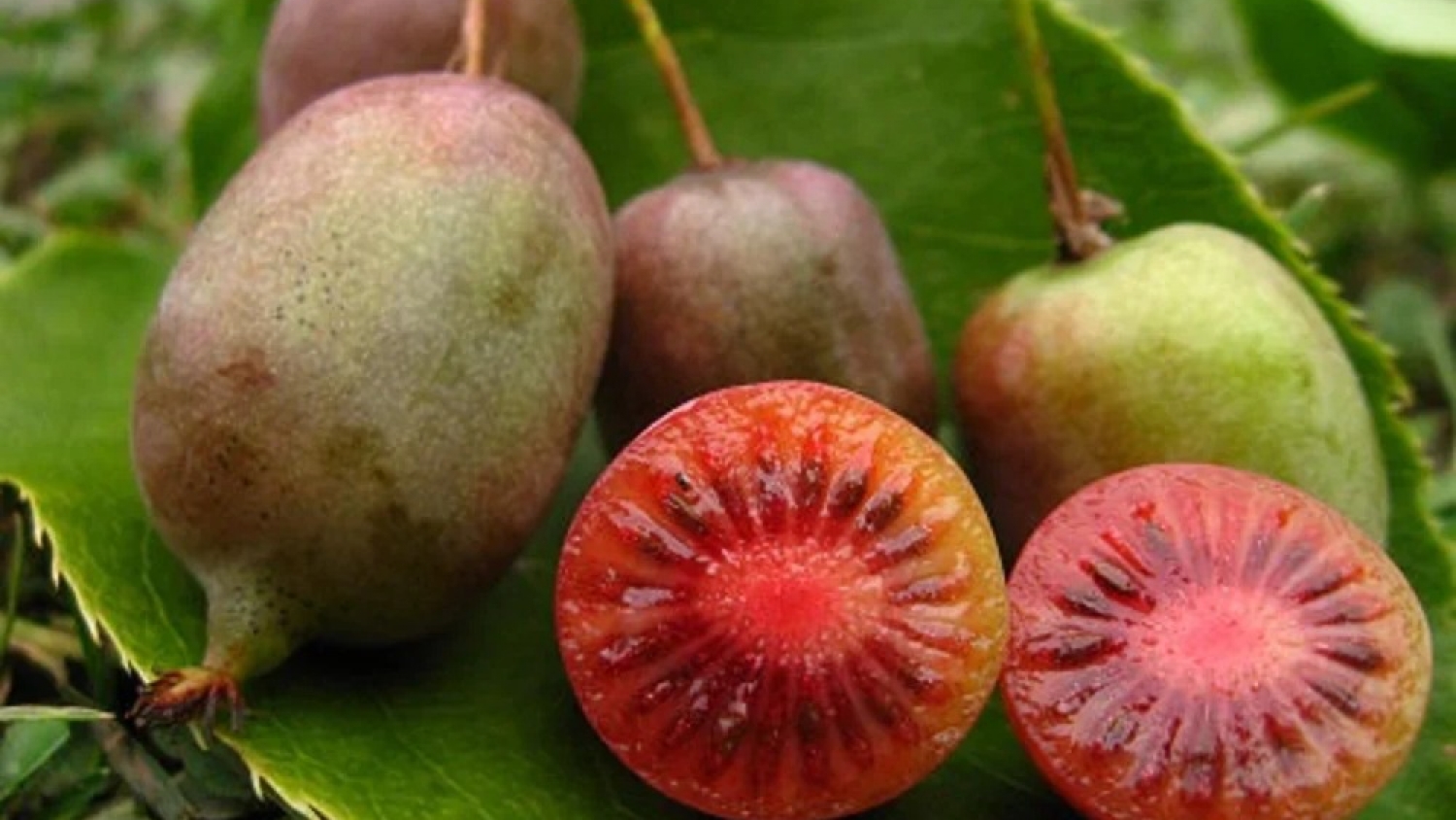 Zespri amplía su apuesta por el kiwi rojo con una nueva variedad para ganar presencia global